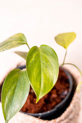 Scindapsus hederaceus